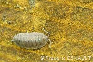 Cloporte rugueux ou Porcellion rude (Porcellio scaber)