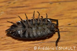 Cloporte rugueux (Porcellio scaber)