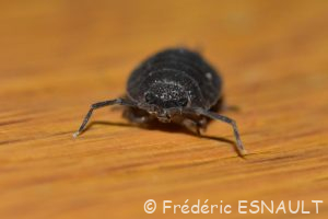 Cloporte rugueux (Porcellio scaber)
