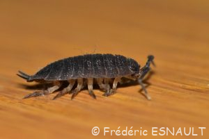 Cloporte rugueux (Porcellio scaber)