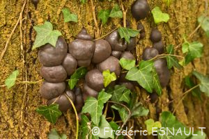 Daldinie concentrique (Daldinia concentrica)