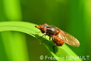 Rhingie champêtre (Rhingia campestris)