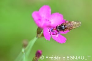Rhingie champêtre (Rhingia campestris)