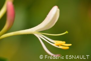 Chèvrefeuille des bois (Lonicera periclymenum)