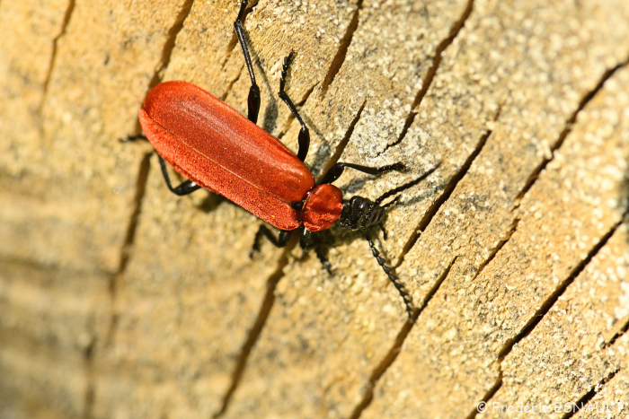 Cardinal à tête noire (Pyrochroa coccinea)