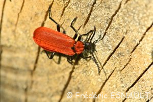 Cardinal à tête noire (Pyrochroa coccinea)