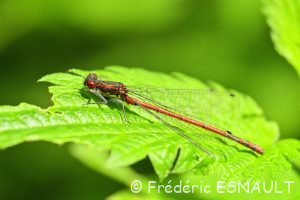 Nymphe au corps de feu (Pyrrhosoma nymphula)