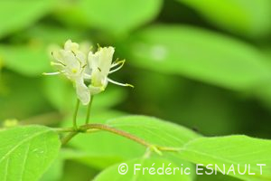 Chèvrefeuille des haies ou Chèvrefeuille à balais (Lonicera xylosteum)