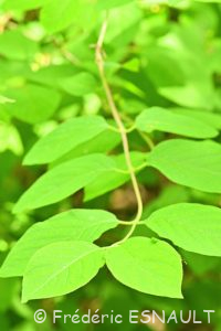 Chèvrefeuille des haies ou Chèvrefeuille à balais (Lonicera xylosteum)