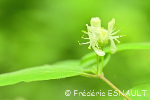 Chèvrefeuille des haies ou Chèvrefeuille à balais (Lonicera xylosteum)