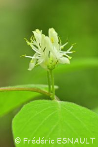 Chèvrefeuille des haies ou Chèvrefeuille à balais (Lonicera xylosteum)