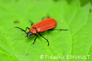 Cardinal à tête noire (Pyrochroa coccinea)