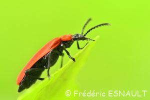 Cardinal à tête noire (Pyrochroa coccinea)