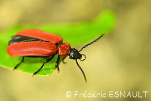 Cardinal à tête noire (Pyrochroa coccinea)