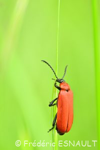 Cardinal à tête noire (Pyrochroa coccinea)