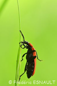 Cardinal à tête noire (Pyrochroa coccinea)