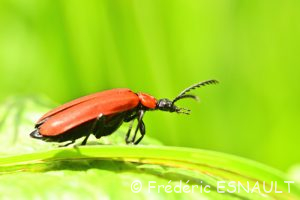Cardinal à tête noire (Pyrochroa coccinea)