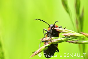 Cardinal à tête noire (Pyrochroa coccinea)