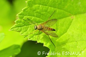 Leptis pointillé (Rhagio tringarius)