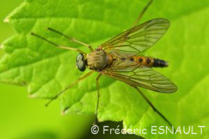 Leptis pointillé (Rhagio tringarius)