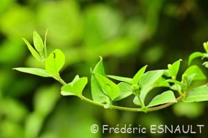 Chèvrefeuille des bois (Lonicera periclymenum)