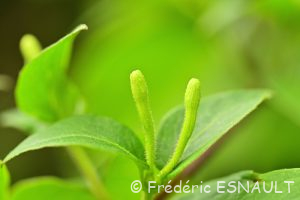 Chèvrefeuille des bois (Lonicera periclymenum)
