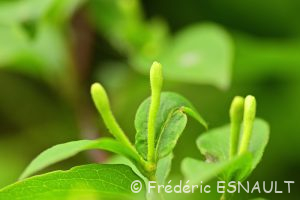 Chèvrefeuille des bois (Lonicera periclymenum)