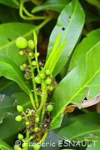 Laurier-cerise ou Laurier-palme (Prunus laurocerasus)