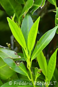 Laurier-cerise ou Laurier-palme (Prunus laurocerasus)