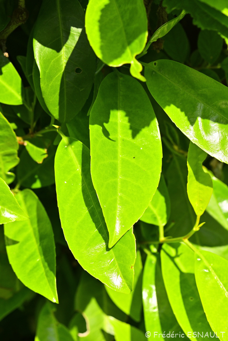 Laurier-cerise ou Laurier-palme (Prunus laurocerasus)