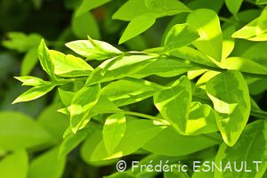 Troëne commun ou Raisin de chien (Ligustrum vulgare)