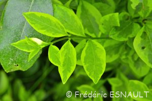 Troëne commun ou Raisin de chien (Ligustrum vulgare)