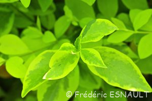 Troëne commun ou Raisin de chien (Ligustrum vulgare)