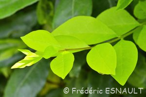 Troëne commun ou Raisin de chien (Ligustrum vulgare)