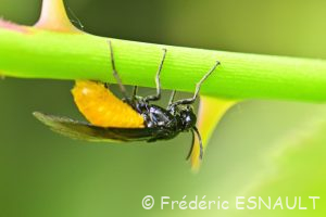 Tenthrède du rosier ou Mouche à scie villageoise (Arge pagana)