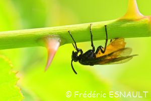 Tenthrède du rosier ou Mouche à scie villageoise (Arge pagana)