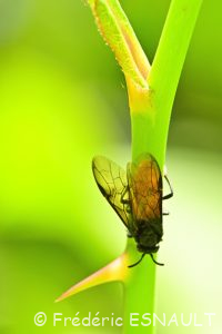 Tenthrède du rosier ou Mouche à scie villageoise (Arge pagana)