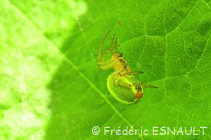 Épeire concombre (Araniella cucurbitina)