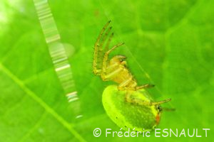 Épeire concombre (Araniella cucurbitina)