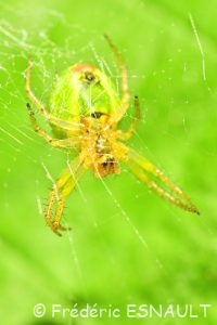 Épeire concombre (Araniella cucurbitina)