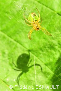 Épeire concombre (Araniella cucurbitina)