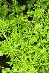 Gaillet gratteron (Galium aparine)