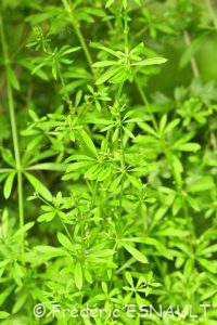 Gaillet gratteron (Galium aparine)