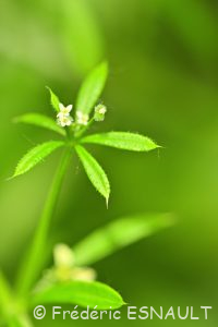 Gaillet gratteron (Galium aparine)