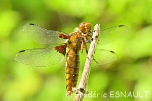 Libellule déprimée (Libellula depressa)