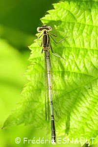 Pennipatte bleuâtre (Platycnemis pennipes)