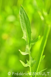 Crépide bisannuelle ou Crépis bisannuel (Crepis biennis)