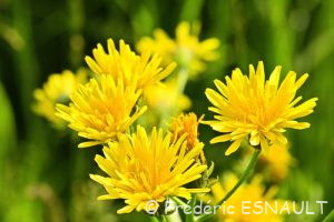 Crépide bisannuelle ou Crépis bisannuel (Crepis biennis)