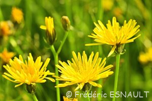 Crépide bisannuelle ou Crépis bisannuel (Crepis biennis)