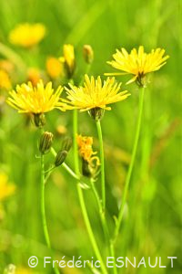 Crépide bisannuelle ou Crépis bisannuel (Crepis biennis)